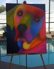 Intense labrador