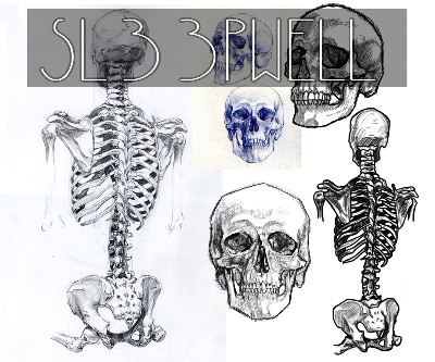 Traditional Anatomy